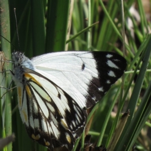 Belenois java at Paddys River, ACT - 12 Oct 2020