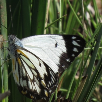 Belenois java (Caper White) at Paddys River, ACT - 12 Oct 2020 by SandraH