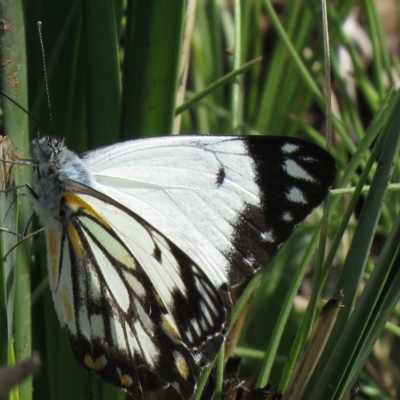 Belenois java (Caper White) at Gibraltar Pines - 11 Oct 2020 by SandraH