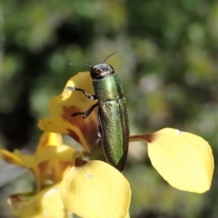 Melobasis propinqua (Propinqua jewel beetle) at Holt, ACT - 11 Oct 2020 by CathB