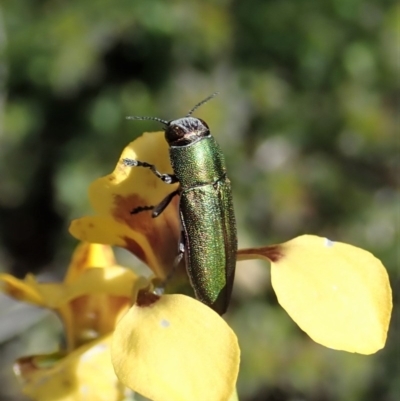 Melobasis propinqua (Propinqua jewel beetle) at Aranda Bushland - 11 Oct 2020 by CathB