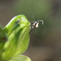 Hymenochilus bicolor (ACT) = Pterostylis bicolor (NSW) (Black-tip Greenhood) at Holt, ACT - 11 Oct 2020 by CathB