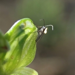 Hymenochilus bicolor (Black-tip Greenhood) at Holt, ACT - 11 Oct 2020 by CathB