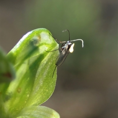 Hymenochilus bicolor (ACT) = Pterostylis bicolor (NSW) (Black-tip Greenhood) at Holt, ACT - 11 Oct 2020 by CathB