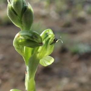 Hymenochilus bicolor (ACT) = Pterostylis bicolor (NSW) at Holt, ACT - 11 Oct 2020