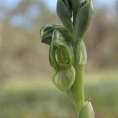 Hymenochilus bicolor (ACT) = Pterostylis bicolor (NSW) at Holt, ACT - 11 Oct 2020