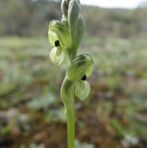 Hymenochilus bicolor (ACT) = Pterostylis bicolor (NSW) at Holt, ACT - 11 Oct 2020