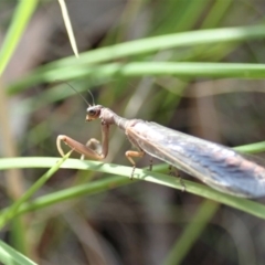 Mantispidae (family) (Unidentified mantisfly) at Aranda, ACT - 11 Oct 2020 by CathB