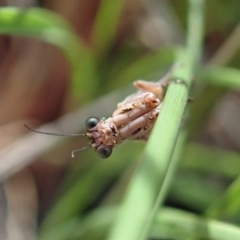 Mantispidae (family) at Aranda, ACT - 11 Oct 2020