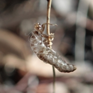 Mantispidae (family) at Aranda, ACT - 11 Oct 2020