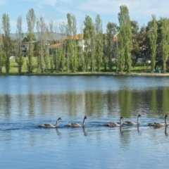 Cygnus atratus (Black Swan) at Gungahlin, ACT - 11 Oct 2020 by TrishGungahlin