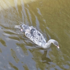 Cygnus atratus (Black Swan) at Gungahlin, ACT - 11 Oct 2020 by TrishGungahlin