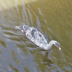 Cygnus atratus (Black Swan) at Yerrabi Pond - 11 Oct 2020 by TrishGungahlin