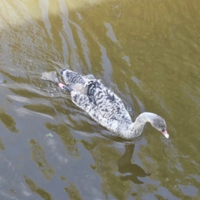 Cygnus atratus (Black Swan) at Yerrabi Pond - 11 Oct 2020 by TrishGungahlin