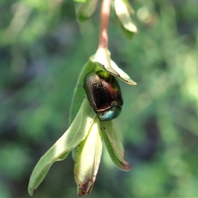 Chrysolina quadrigemina (Greater St Johns Wort beetle) at Mount Painter - 8 Oct 2020 by CathB