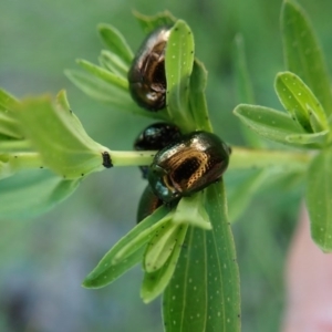 Chrysolina quadrigemina at Cook, ACT - 8 Oct 2020