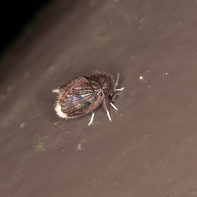 Psychodidae sp. (family) (Moth Fly, Drain Fly) at Acton, ACT - 10 Oct 2020 by rawshorty