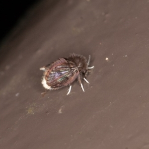 Psychodidae sp. (family) at Acton, ACT - 10 Oct 2020