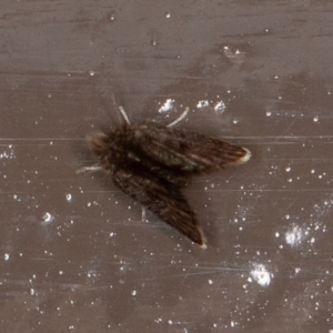 Psychodidae sp. (family) at Acton, ACT - 10 Oct 2020