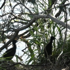 Porphyrio melanotus (Australasian Swamphen) at Gungahlin, ACT - 11 Oct 2020 by TrishGungahlin