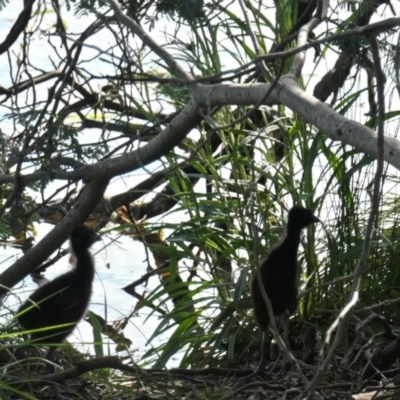 Porphyrio melanotus (Australasian Swamphen) at Gungahlin, ACT - 12 Oct 2020 by TrishGungahlin