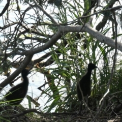 Porphyrio melanotus (Australasian Swamphen) at Yerrabi Pond - 11 Oct 2020 by TrishGungahlin
