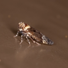 Fulgoroidea (superfamily) (Unidentified fulgoroid planthopper) at Acton, ACT - 10 Oct 2020 by rawshorty