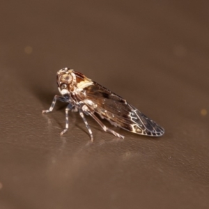 Fulgoroidea sp. (superfamily) at Acton, ACT - 10 Oct 2020