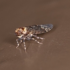 Fulgoroidea sp. (superfamily) at Acton, ACT - 10 Oct 2020