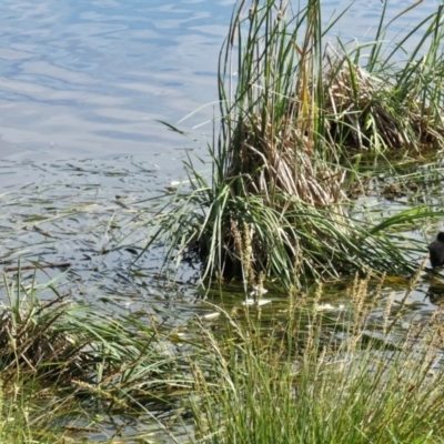 Porphyrio melanotus (Australasian Swamphen) at Gungahlin, ACT - 12 Oct 2020 by TrishGungahlin