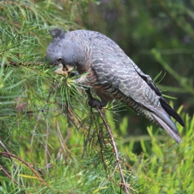 Callocephalon fimbriatum (Gang-gang Cockatoo) at Mittagong - 8 Oct 2020 by BarbaraW