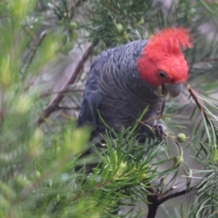 Callocephalon fimbriatum at Mittagong, NSW - suppressed