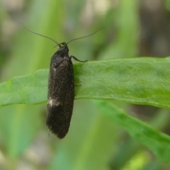 Leistomorpha brontoscopa (A concealer moth) at Kambah, ACT - 11 Oct 2020 by HarveyPerkins