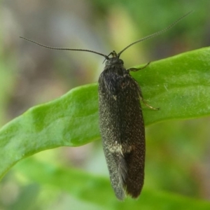 Leistomorpha brontoscopa at Kambah, ACT - 11 Oct 2020