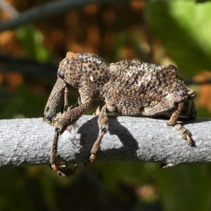 Orthorhinus cylindrirostris at Kambah, ACT - 11 Oct 2020