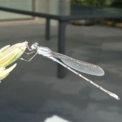 Austrolestes aridus at Kambah, ACT - 11 Oct 2020