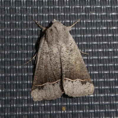 Pantydia (genus) (An Erebid moth) at Kambah, ACT - 11 Oct 2020 by HarveyPerkins