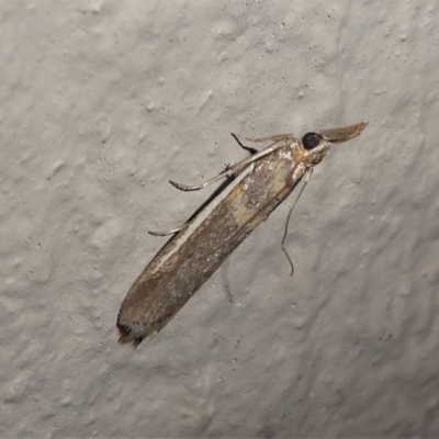 Etiella behrii (Lucerne Seed Web Moth) at Kambah, ACT - 11 Oct 2020 by HarveyPerkins