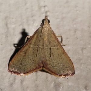 Endotricha ignealis at Kambah, ACT - 11 Oct 2020 08:50 PM