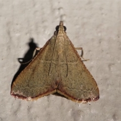 Endotricha ignealis (A Pyralid moth (Endotrichinae)) at Kambah, ACT - 11 Oct 2020 by HarveyPerkins