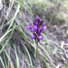 Linaria pelisseriana (Pelisser's Toadflax) at Bruce, ACT - 10 Oct 2020 by MattFox