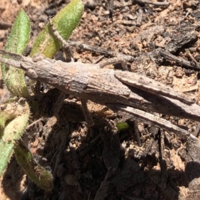 Coryphistes ruricola (Bark-mimicking Grasshopper) at Throsby, ACT - 11 Oct 2020 by JasonC