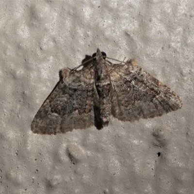 Phrissogonus laticostata (Apple looper moth) at Kambah, ACT - 11 Oct 2020 by HarveyPerkins