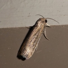 Athetis tenuis (Plain Tenuis Moth) at Kambah, ACT - 11 Oct 2020 by HarveyPerkins