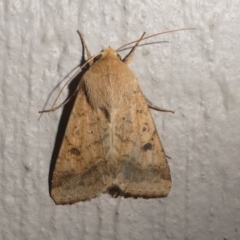 Helicoverpa (genus) (A bollworm) at Kambah, ACT - 11 Oct 2020 by HarveyPerkins