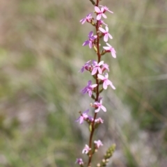 Stylidium graminifolium (grass triggerplant) at Gundaroo, NSW - 12 Oct 2020 by Gunyijan