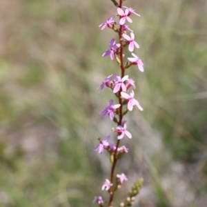 Stylidium graminifolium at Gundaroo, NSW - 12 Oct 2020