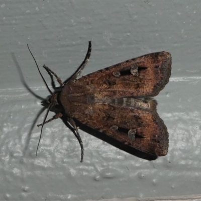 Agrotis infusa (Bogong Moth, Common Cutworm) at Kambah, ACT - 11 Oct 2020 by HarveyPerkins