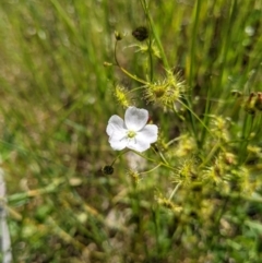 Drosera peltata (Shield Sundew) at Springdale Heights, NSW - 12 Oct 2020 by ChrisAllen