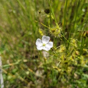 Drosera peltata at Springdale Heights, NSW - 12 Oct 2020 02:39 PM